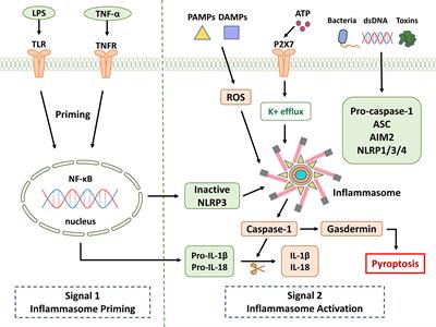 Pyroptosis and inflammasomes in diabetic wound healing